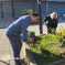 Ed and Valerie hard at work with the planters in Dean Parade